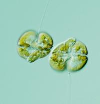 <em>Karenia Brevis</em> Cells Under a Microscope