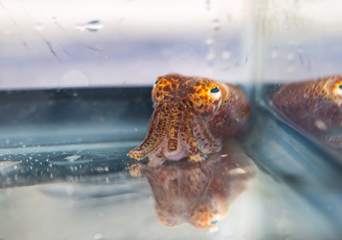 Elizabeth Heath-Heckman’s lab at MSU studies Hawaiian bobtail squid and their bacterial symbionts.