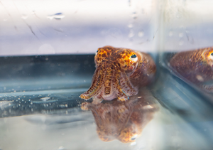 Elizabeth Heath-Heckman’s lab at MSU studies Hawaiian bobtail squid and their bacterial symbionts.