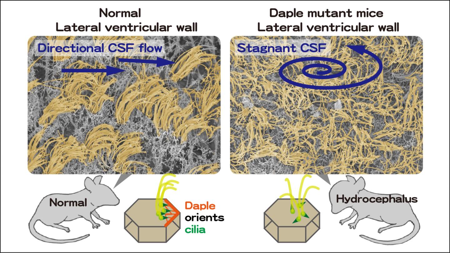 Daple Orients Cilia to Produce Directional CSF Flow