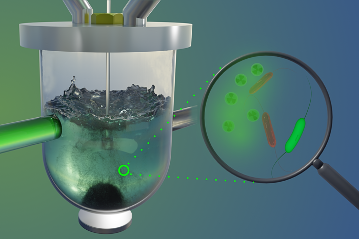 Magnetotactic bacteria bind uranium