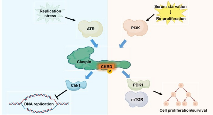 Claspin activates ATR, a lipid kinase, as a mediator foring molecule in the cellular DNA replication stress response, and activates Chk1 via its CKBD. On the other hand, during the nutrition (serum)-induced cell proliferationinitiation of proliferation from serum starvation, PI3 kinase, another lipid kinase, is activated, and Claspin recruits PDK1 via its CKBD, playing an important role in activating on of the PI3K-mTOR pathway.