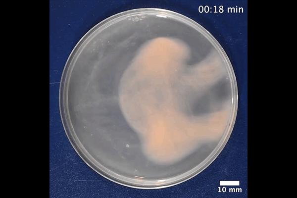 Archaea Biofilm Grows like a Honeycomb