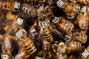 Honeybeens with QR code