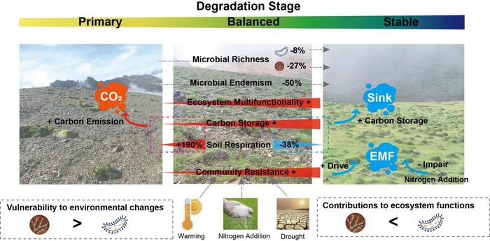 Schematic representation of the dynamics of microbial community characteristics and ecosystem functions across degradation stages, and their relationships found in this study.