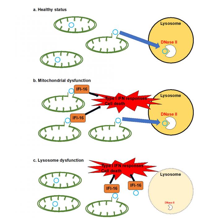 Schematic overview