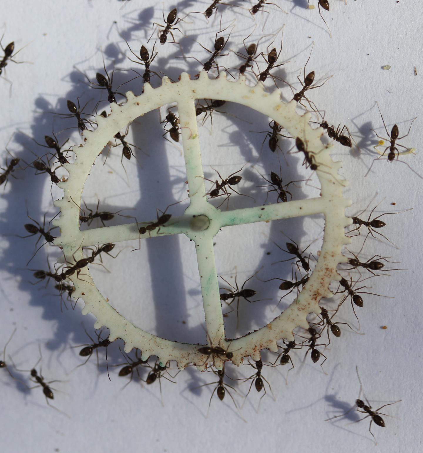 Food-Carrying Ants Use Collective Problem Solving to Get Through or Around Obstacles