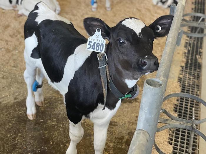 Holstein calf