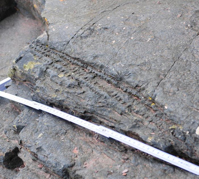 Detail of fallen tree trunk