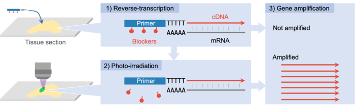 A principle of PIC technology to detect gene expression from photo-irradiated areas