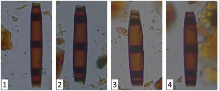 Samples of Fossilized Fungi