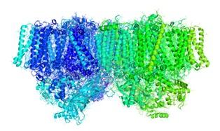 The Ribbon-like Structure of the Photosystem II Complex (PDB ID: 3ARC)