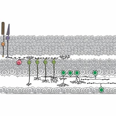 Micrograph of 3 Different Retinal Neuron Populations