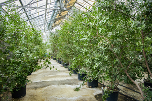 soap bark trees growing at JIC 1