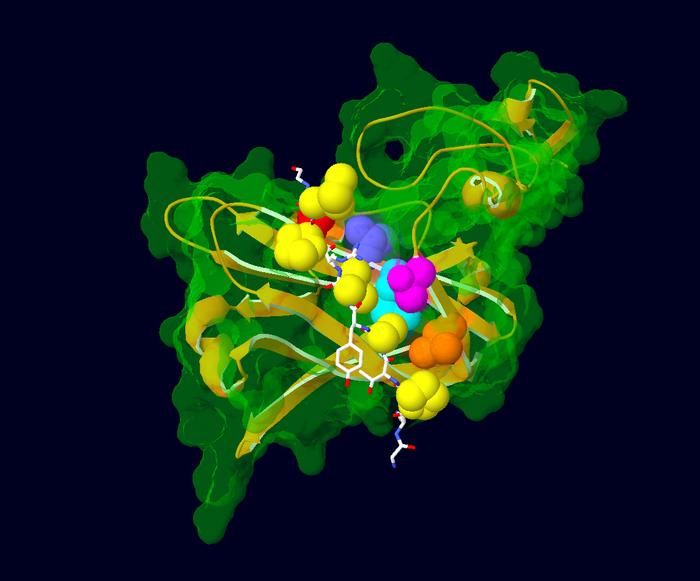 Mutated amino acids in the AFF3 protein found in KINSSHIP syndrome patients and their interaction partners.