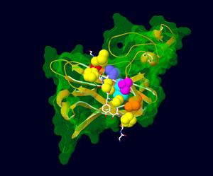 Mutated amino acids in the AFF3 protein found in KINSSHIP syndrome patients and their interaction partners.