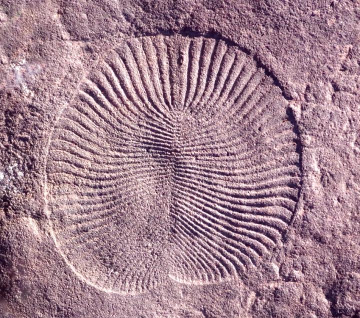 Dickinsonia Fossil