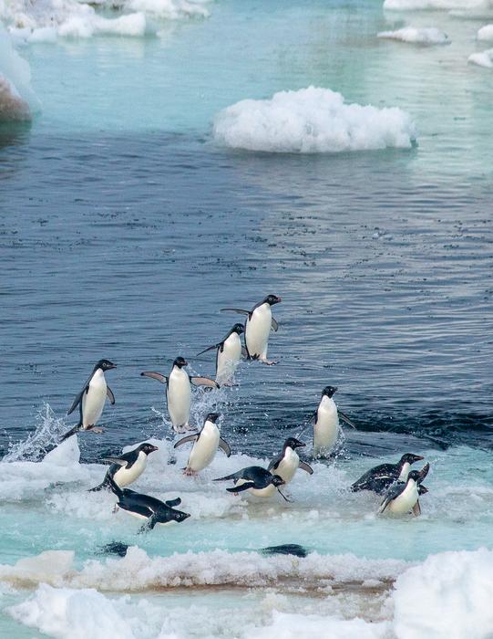 Adelie Penguins on seasonal sea ice in Antarctica