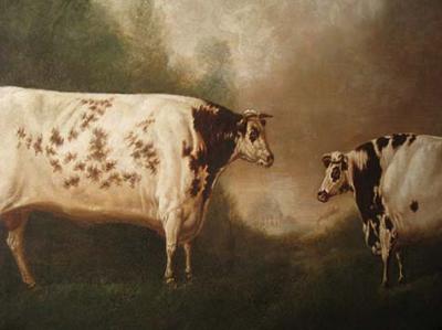 Prize Cows in 19th-century Britain