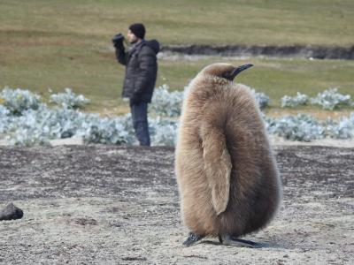 Wild Biotech Field Research, Falkland Islands