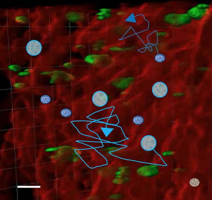 Megacaryocytes as Niche Modulating Obstacles