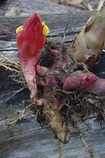 <i>A. nilgiricum</i> (inflorescence)