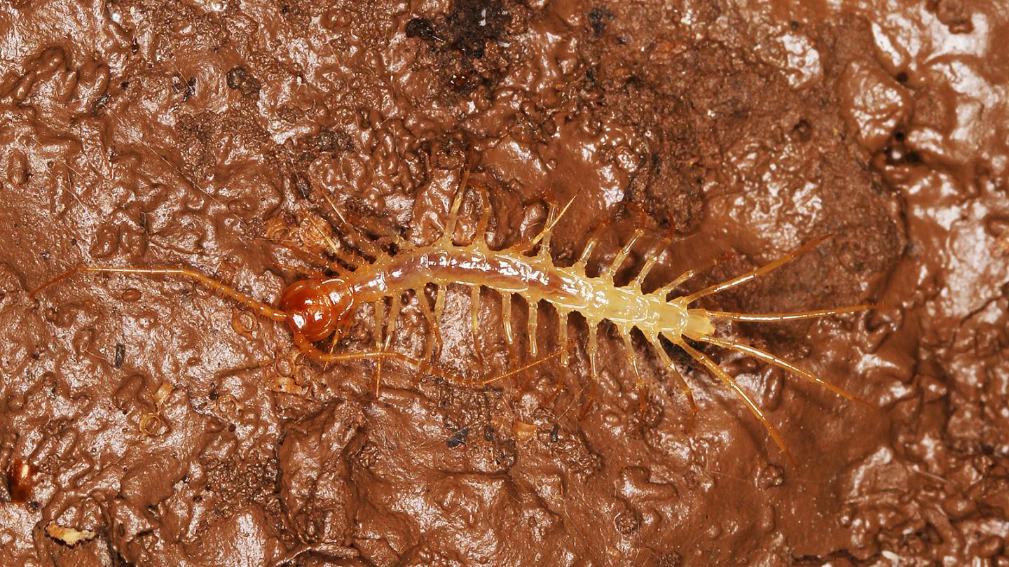 Living Specimen, <i>Australobius tracheoperspicuus sp. n.</i>