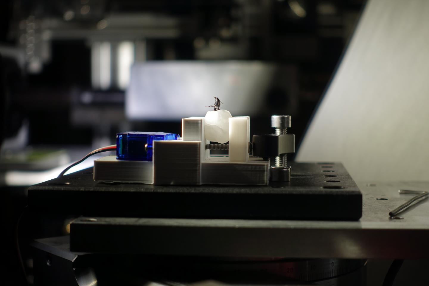 Experimental set-up used to constrain the beetles in the x-ray apparatus at the Advanced Photon Source at Argonne National Lab