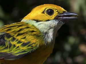 Silver-throated tanager