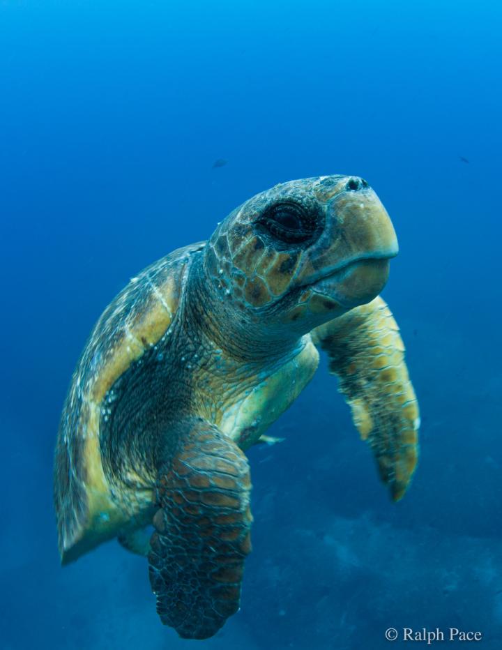 Sea turtle