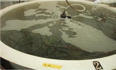 Mesocosm Tanks at RTC with Seagrass