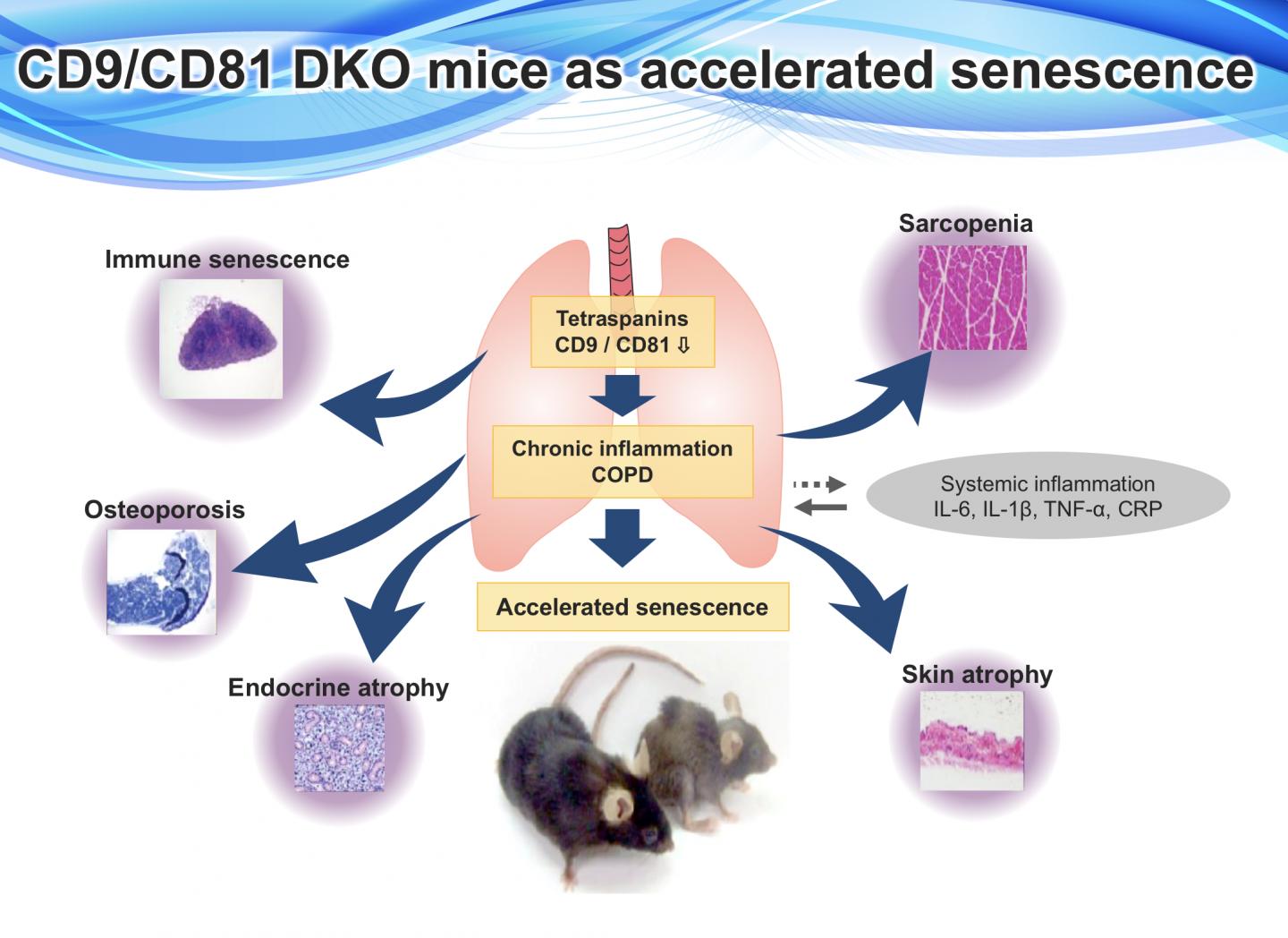 Simultaneous Deletion of Tetraspanins