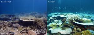Before and after bleaching in the Great Barrier Reef