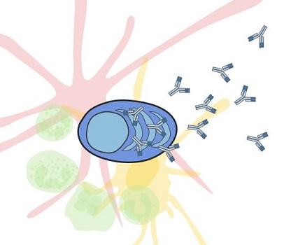 A plasma cell, situated in its survival niche, putting out Y shaped antibodies