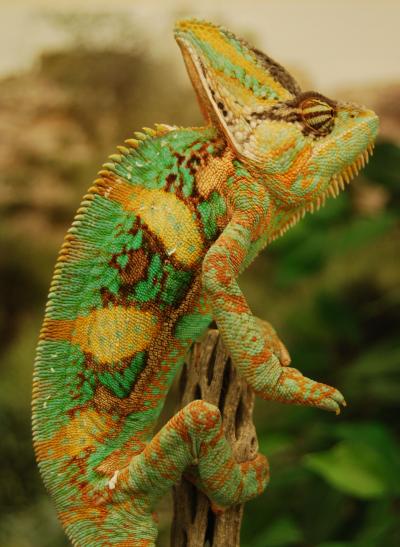 Veiled Chameleon (2 of 2)