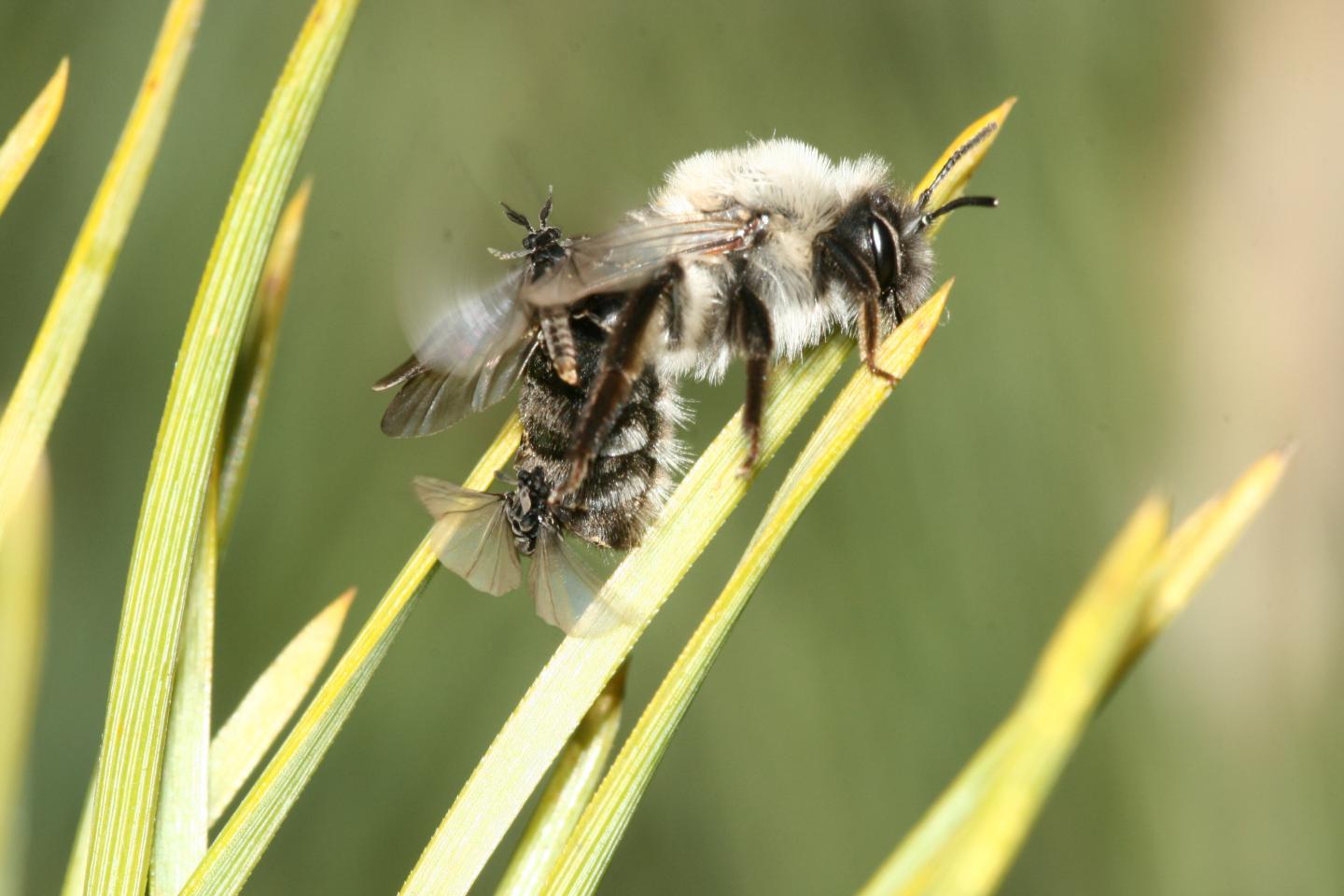 Mining Bee with Twisted-Winged Parasites