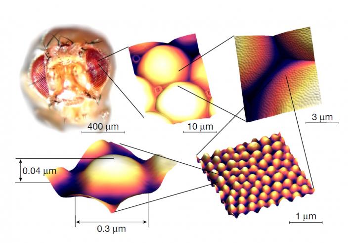 Corneal Nanocoatings in D. melanogaster