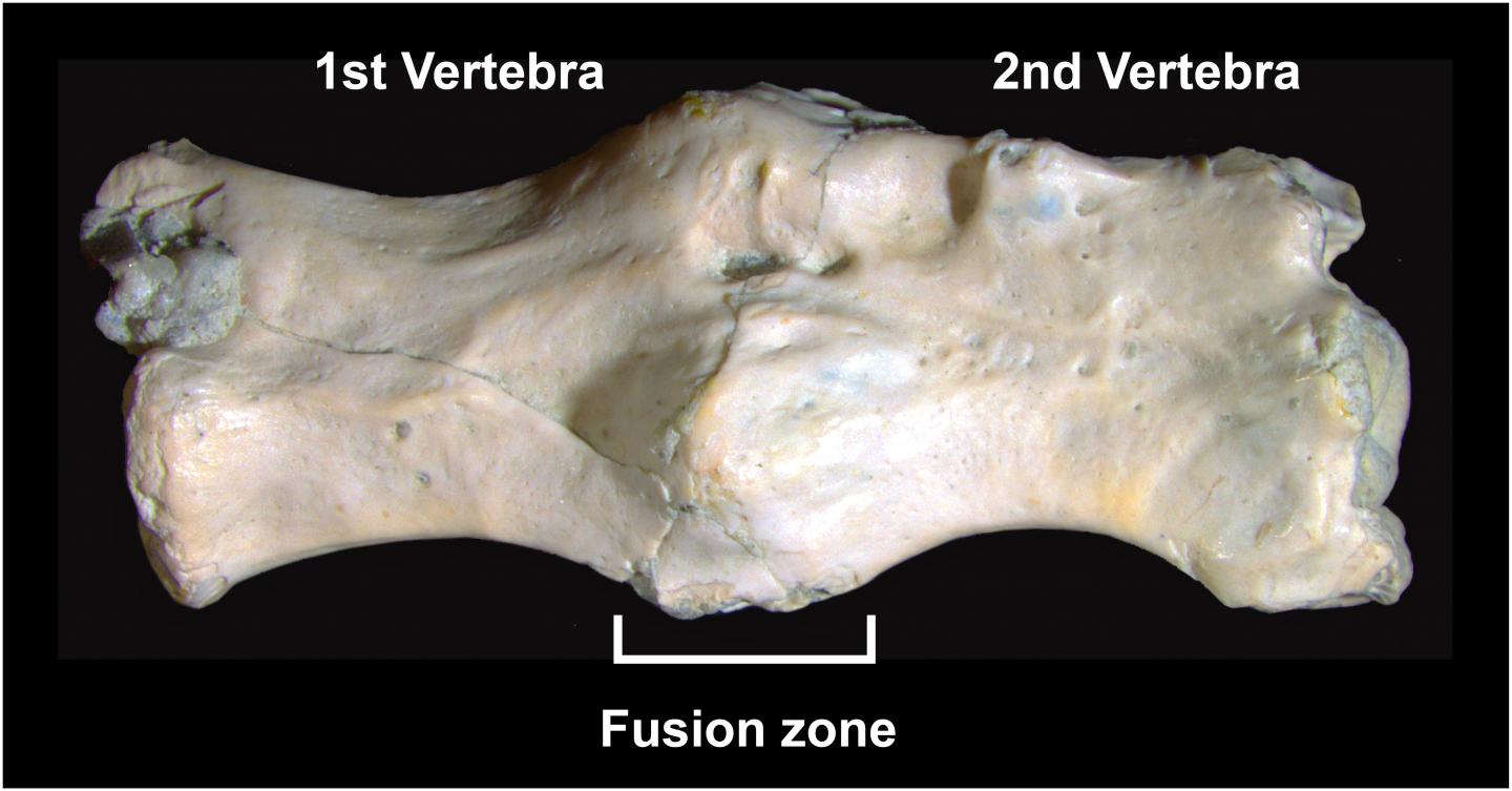 Permian Lizard-Like Animal Suffered from a Bone Condition Similar to Paget's Disease