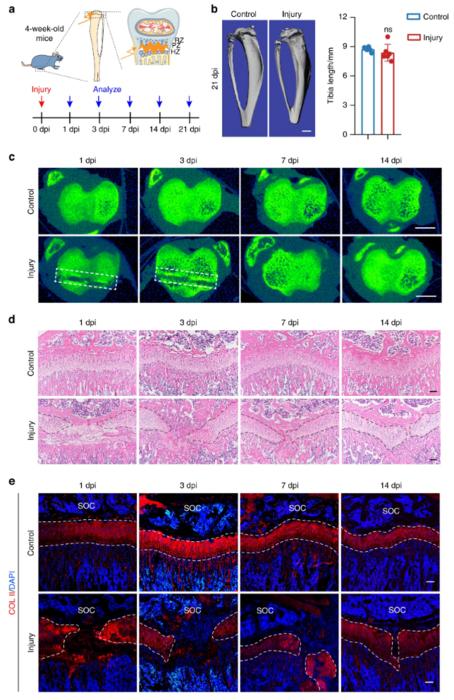 GP cartilage regeneration after injury.