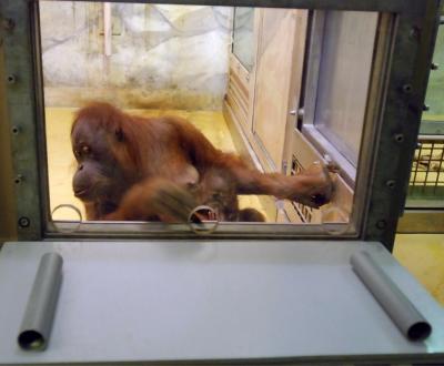 Apes and Metacognition