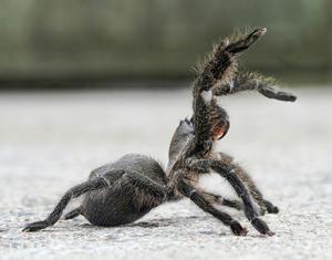 Persian Gold Tarantula, defensive posture