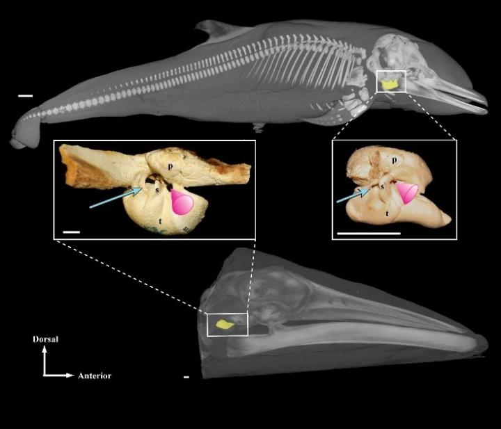 CT-Based Three-Dimensional Reconstructions of a Toothed Whale and Baleen Whale, Right Lateral View.