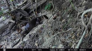 Neotropical otters