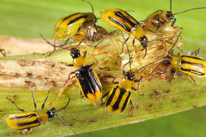 Declining corn rootworm resistance