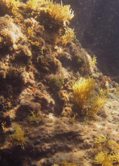 High Acidity Reef