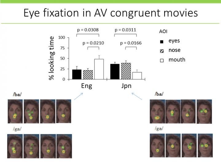 Eye Fixation in AudioVideo Co [IMAGE] EurekAlert! Science News Releases