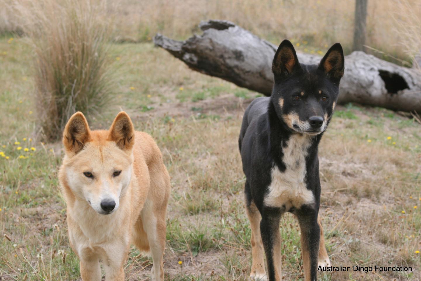 Dingoes (2 of 2)