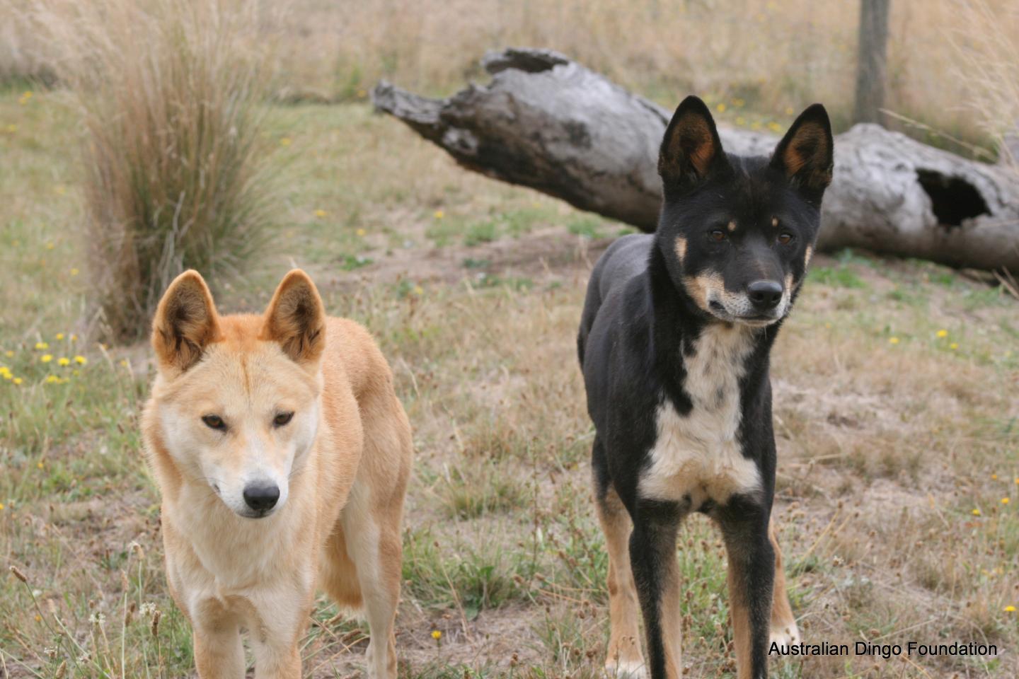Как выглядит дикая собака динго Dingoes (2 of 2) IMAGE EurekAlert! Science News Releases