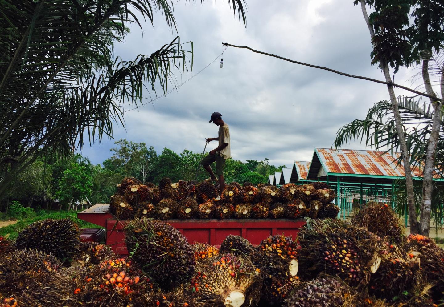Palm Oil Supply Chain