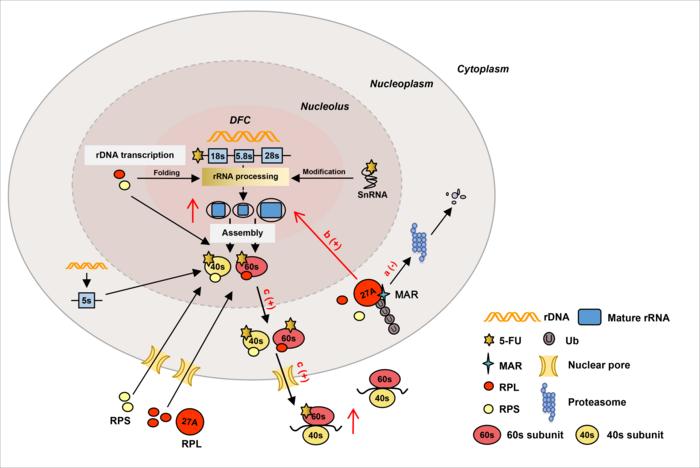 Martynoside rescues 5-fluorouracil-impaired ribosome biogenesis by stabilizing RPL27A